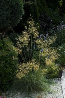 (Stipa) Gigantea, Golden Oats