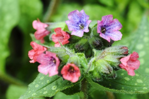 rubra Lungwort