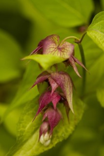 Leycesteria formosa