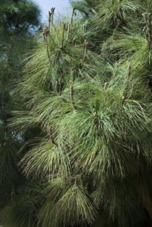(Pinus) canarieensis