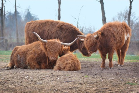 Scottish Highland Cattle family with calf and grown up male and female cows with scraggy brown fur