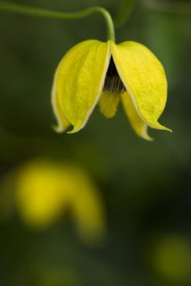 (Clematis orientalis) Bill MacKenzie