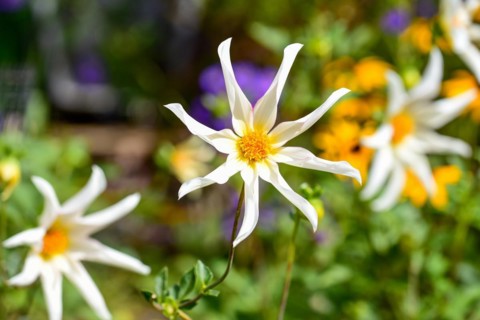 Flower of a star dahlia