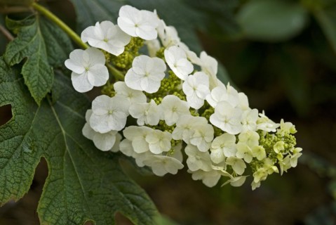 (Hydrangea quercifolia)