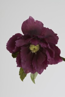 (Helleborus) hybridus Harvington Red