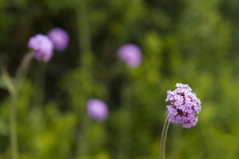 (Verbena bonariensis)