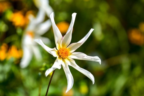 Flower of a star dahlia