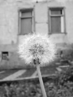 Common dandelion