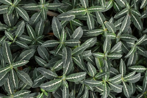 Small tropical Ruellia Decosiana plants with white veins covering ground