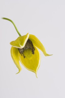 (Clematis orientalis) Bill MacKenzie