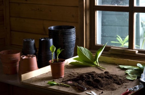 Bench in a potting shed
