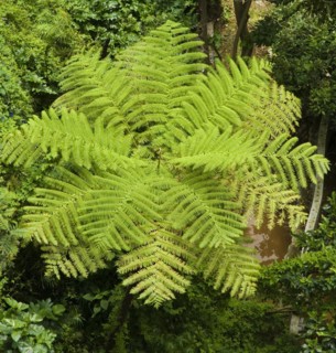 Tree fern from above