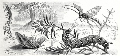 Insects