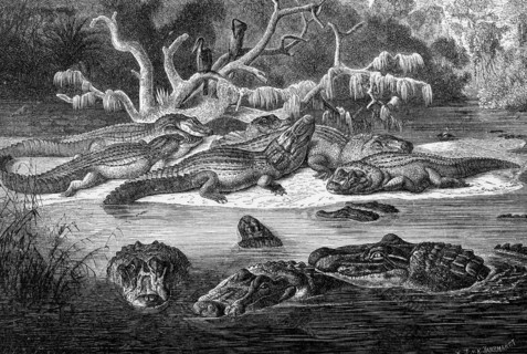 Reptiles