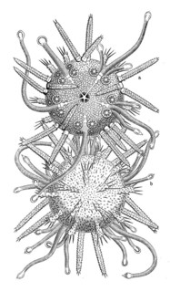 Green sea urchin