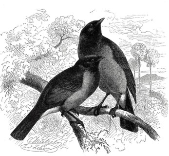 Bird
