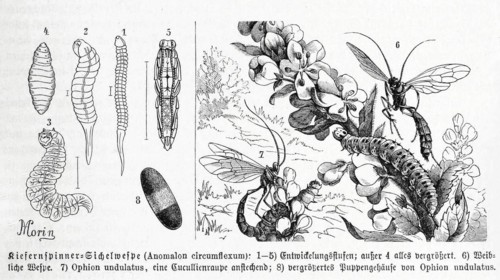 Insects