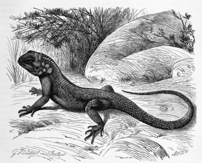 Common agama