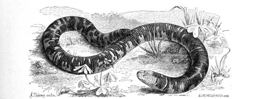 Spotted Double-Snouted Lizard