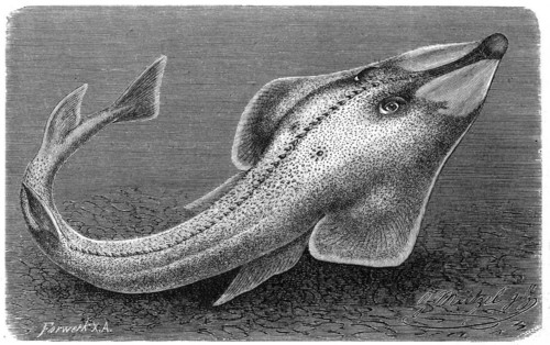 Fish
