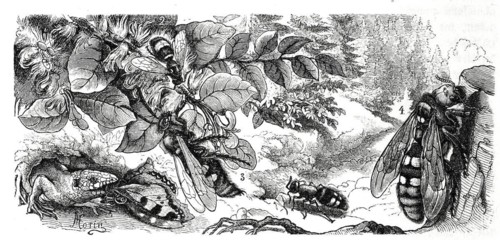 Insects