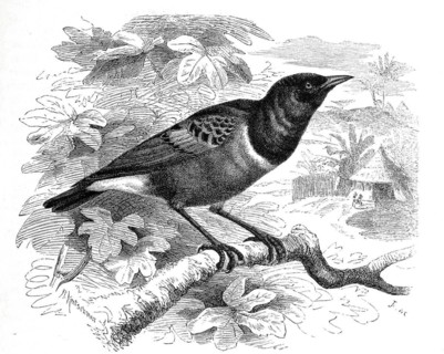 Bird