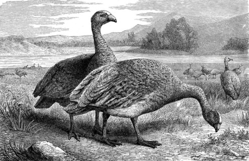 Bird