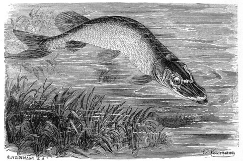 Fish