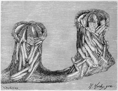 Bathygorgia profunda