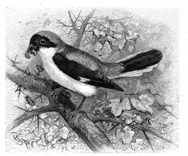 Bird
