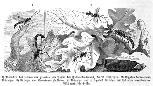 Insects