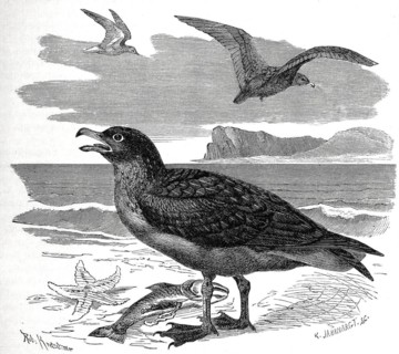 Bird