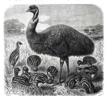 Bird