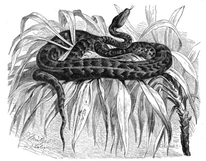 Reptiles