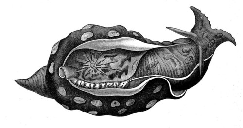 Marbled sea hare
