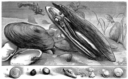 River pearl mussel