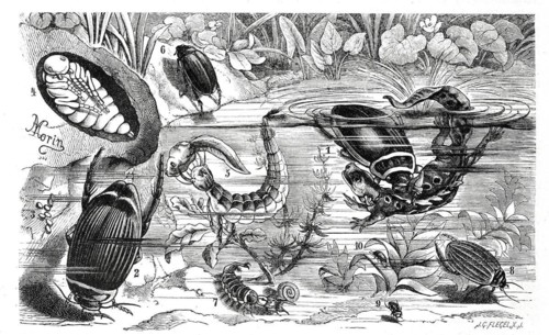 Insects