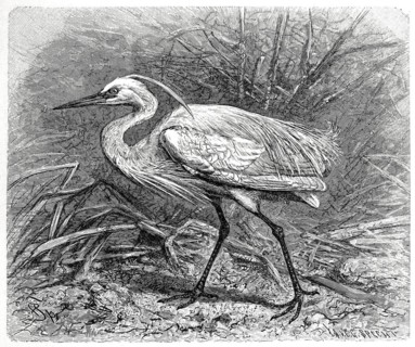 Bird