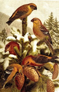 Bird