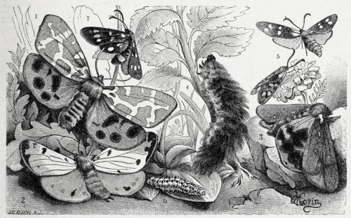 Insects