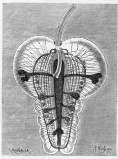 Pterosoma planum