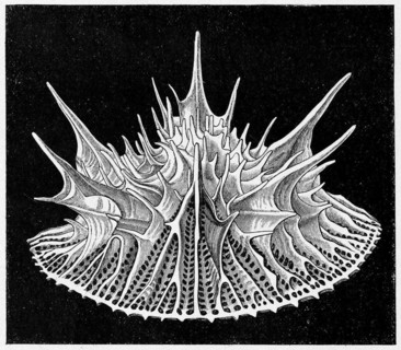 Leptopenus discus