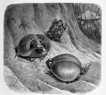 Reptiles