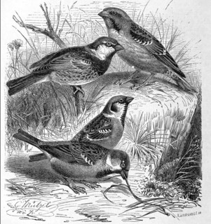Bird