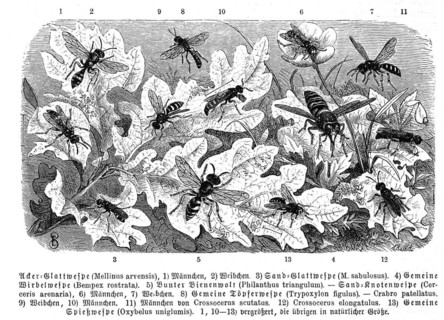 Insects