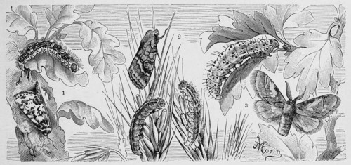 Insects