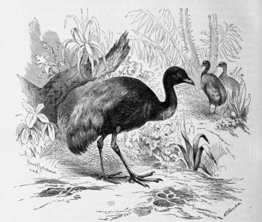 Bird
