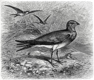 Bird
