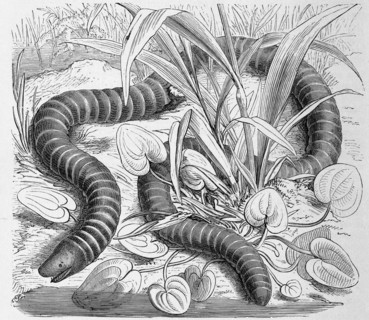 Reptiles