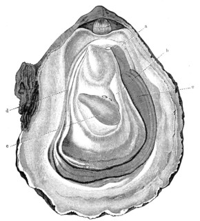 Opened oyster